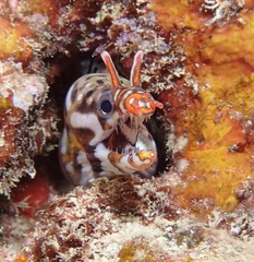 Enchelycore pardalis