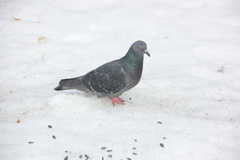 Columba livia domestica