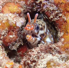 Enchelycore pardalis
