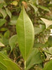 Cocculus laurifolius