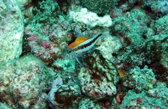 Serranus pulcher