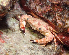 Goniosupradens hawaiensis
