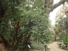 Cocculus laurifolius