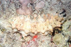 Stichopus