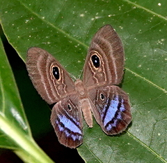 Mesosemia telegone telegone