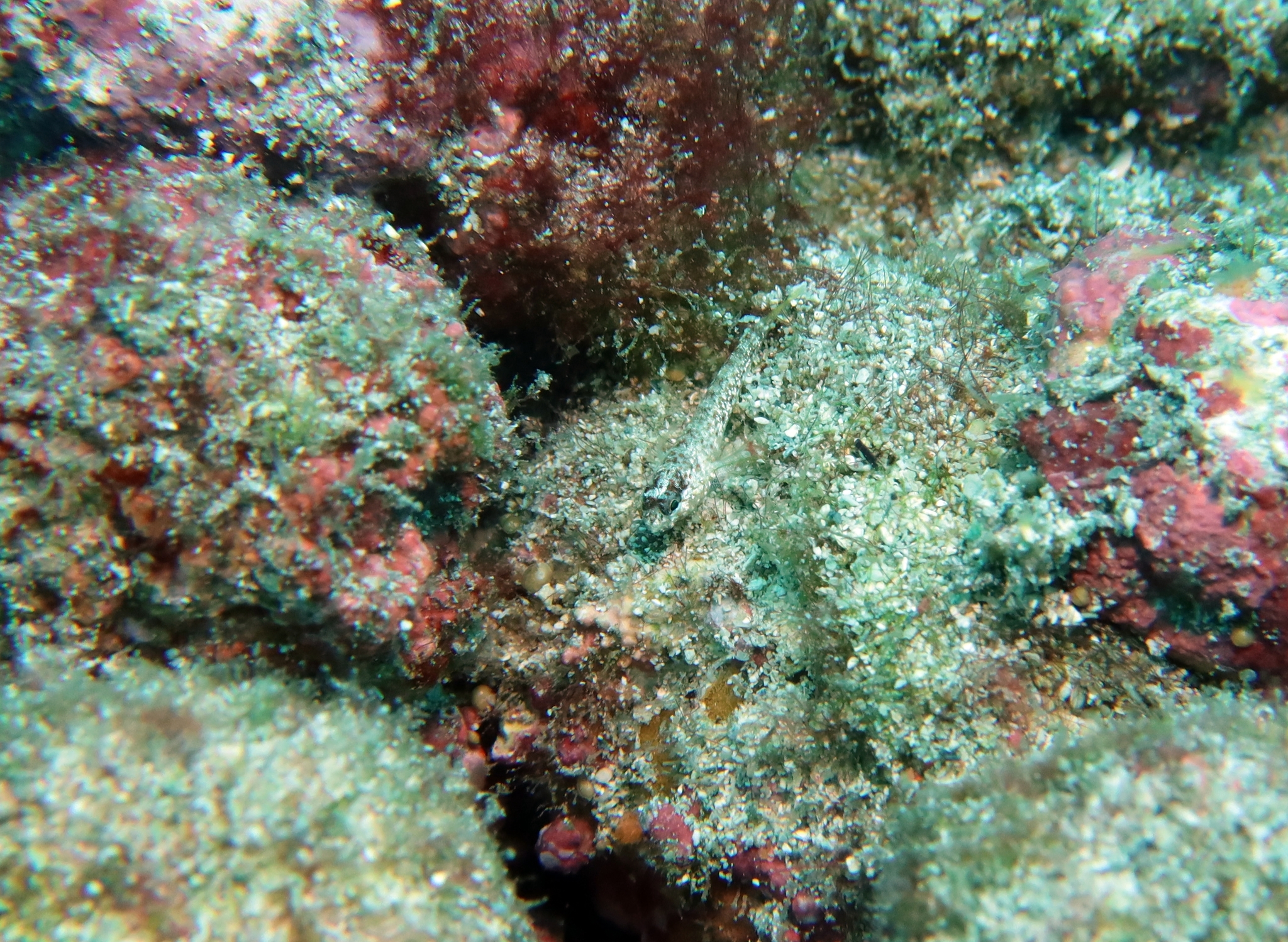 Pagalu Goby photo 6