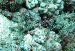 Wheelerigobius maltzani