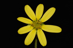 Silphium glutinosum