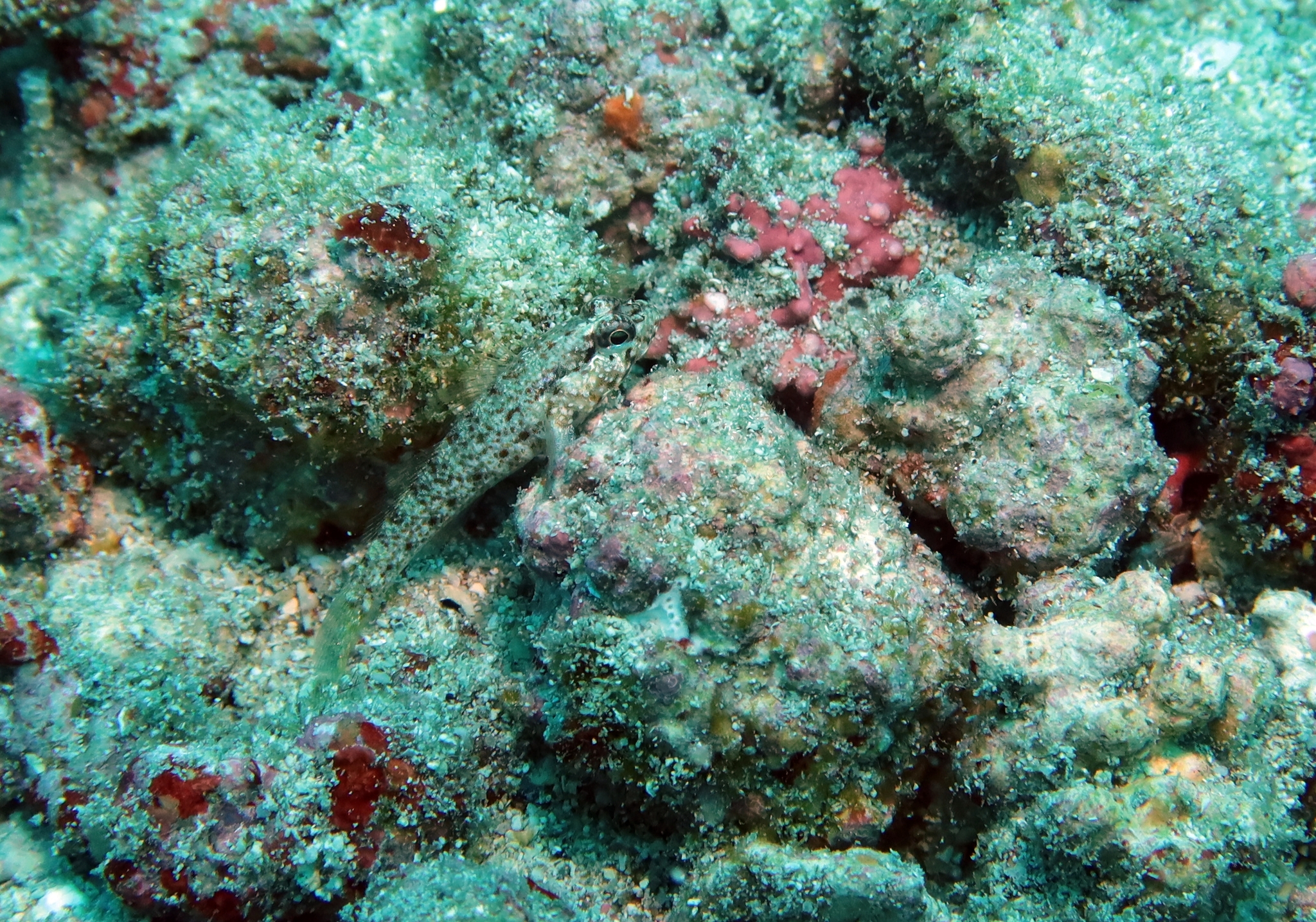 Pagalu Goby photo 7