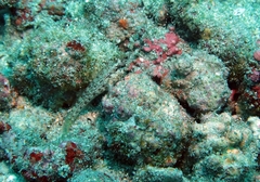 Wheelerigobius maltzani