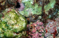 Wheelerigobius wirtzi