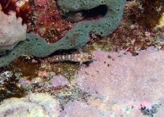 Wheelerigobius wirtzi