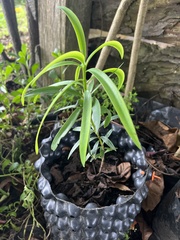 Podocarpus oleifolius