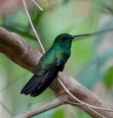 Chalybura buffonii