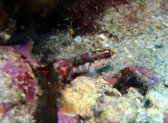Wheelerigobius wirtzi