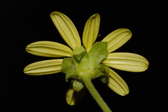 Silphium glutinosum