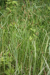 Carex hartmanii