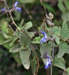 Salvia cuspidata
