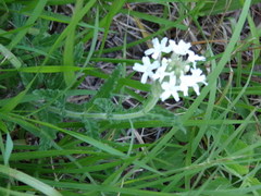 Glandularia platensis