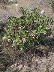 Eriodictyon crassifolium