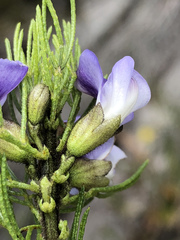 Psoralea kougaensis