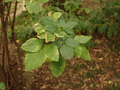 Heteromorpha trifoliata