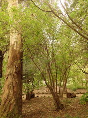 Heteromorpha trifoliata