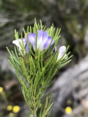 Psoralea kougaensis
