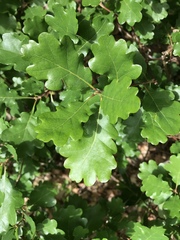 Quercus garryana breweri