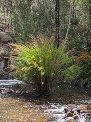 Baloskion tetraphyllum