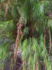 Baloskion tetraphyllum