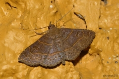 Antiblemma concinnula