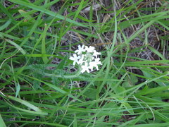Glandularia platensis