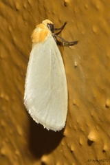 Chrysoecia thoracica