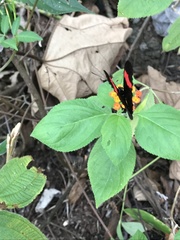 Heliconius melpomene