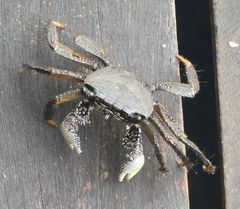 Goniopsis pelii