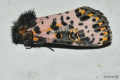 Xanthopastis moctezuma
