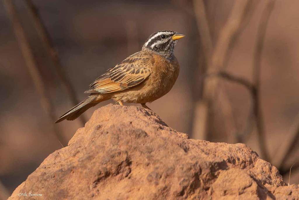 Gosling's Bunting photo