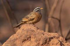 Emberiza goslingi
