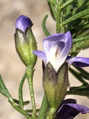 Psoralea kougaensis