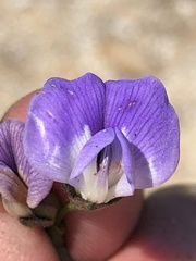 Psoralea kougaensis