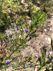 Psoralea kougaensis