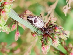 Tetragnatha nigrita