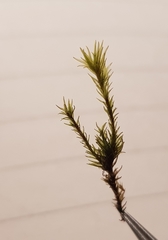 Racomitrium aquaticum