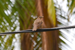 Turdus grayi