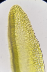 Racomitrium aquaticum