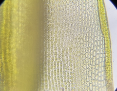 Racomitrium aquaticum