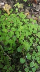 Nertera scapanioides