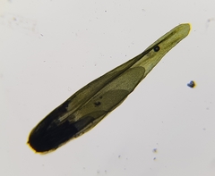 Racomitrium aquaticum