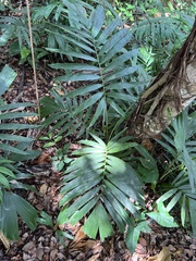 Areca catechu